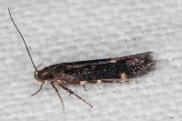 Oxypteryx atrella