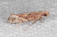 Acrolepiopsis vesperella