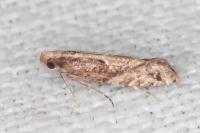 Acrolepiopsis vesperella