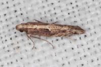 Acrolepiopsis vesperella