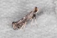 Parornix torquillella