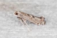 Parornix torquillella
