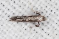 Parornix torquillella