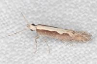 Plutella xylostella