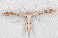 Oxyptilus