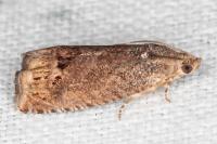 Cydia splendana