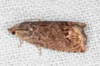 Cydia splendana