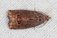 Cydia splendana