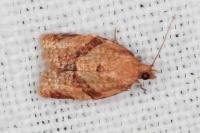 Clepsis consimilana