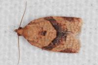 Clepsis consimilana