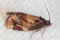 Ditula angustiorana