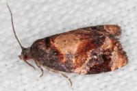 Ditula angustiorana