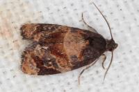Ditula angustiorana