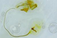 Archips crataegana