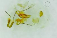 Endothenia marginana