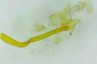 Calybites phasianipennella