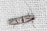 Symmocoides oxybiella