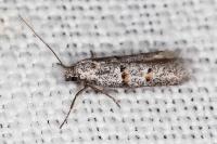 Symmocoides oxybiella