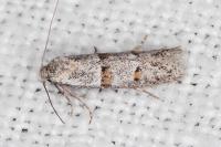 Symmocoides oxybiella