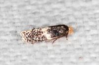 Ectoedemia