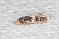 Ectoedemia