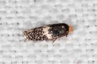 Ectoedemia