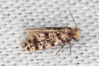 Eumasia parietariella