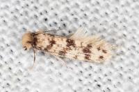 Eumasia parietariella