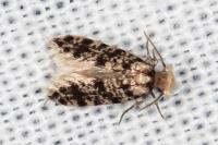 Eumasia parietariella
