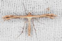 Oxyptilus