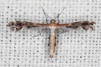 Stangeia siceliota
