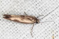 Scythris limbella