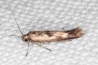 Scythris limbella