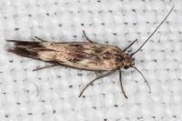 Scythris limbella