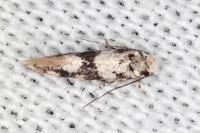 Infurcitinea atrifasciella