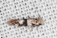 Infurcitinea atrifasciella