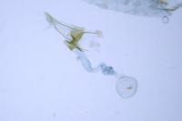 Coleophora texanella