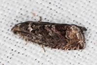Cydia splendana