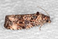 Endothenia gr. gentianaeana