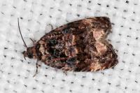 Endothenia gr. gentianaeana