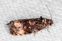 Endothenia gr. gentianaeana