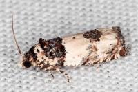 Epinotia thapsiana