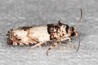 Epinotia thapsiana