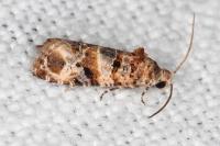Lobesia botrana