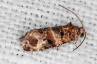 Lobesia botrana