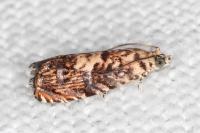 Pammene gallicolana