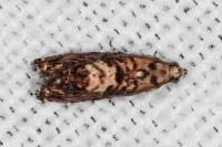 Pammene gallicolana