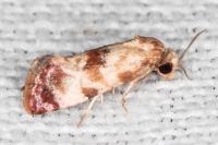 Neocochylis millierana