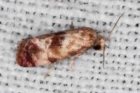 Neocochylis millierana