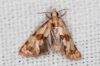 Phalonidia contractana